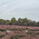 야생화단지내 | 인천 가을 단풍 데이트 나들이 장소 '드림파크 야생화단지' 무료 후기