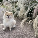 댕식당 | 경산 애견동반 코스 추천(경산자연마당/그랜드대디/댕식당)