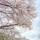 4월7일(일) 오후1시 왕초보 벚꽃축제 산책 이미지