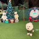 모모애견 | 영흥도 애견동반 모모카라반 네이버리뷰 솔직후기💕