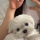 룰루피씨방 | 그리고 갑차기스러운데 10월 취소해도 돼?