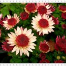 사간의향기 이미지