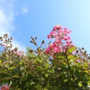 강릉시농업기술센터 | [햇살강릉 주말 걷기] 자주빛 배롱나무(백일홍) 명소, 아름다운 백련, 홍련의 가시연꽃, 주렁주렁 달린...