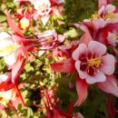 꽃향기정원 이미지