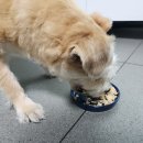 프랑테리 펫푸드 이미지