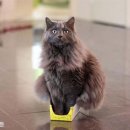 목감시티동물병원 이미지