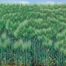 꽃다지 앞 이미지