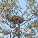 까치둥지 이미지