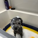 라움펫살롱 이미지