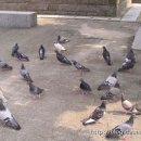 도심코스 이미지
