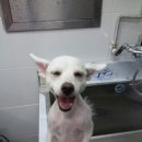 핑코애견 이미지