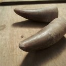 충주축협동물병원 이미지