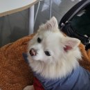 쓰담쓰담해줄개 이미지