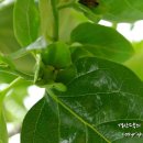 정열농장 이미지