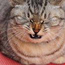 성심동물병원 이미지