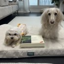 구좌의원 | 강아지 제주산 수제간식 추천 잇츄 제주산 동결건조 3종 당근 급여 후기