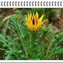 가자니아 이미지