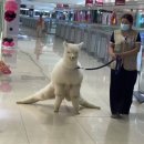 돈두구이 | [존나내돈내산] 스타벅스 코코말차후기(가격/커스텀/카페인함량)