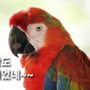 앵무새 이미지