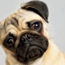 링크늘푸른동물병원 이미지