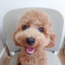 코코다오