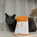 채움고기 | 고양이 츄르 간식같은 영양제 I 프로젝트21 하루채움 닭고기맛 내돈내산 후기