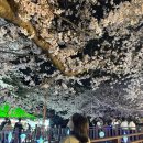 으뜸국밥, 냉면사관학교 | [진해] 군항제 1박2일 코스 🌸 | 진해 여행 일정, 뚜벅이 커플 여행, 벚꽃 태교여행 코스, 진해 벚꽃...