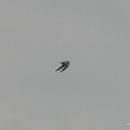 경안천 4 이미지