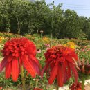 에키네시아(Echinacea) 약용 허브 이미지