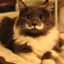 고양이 수염 이미지