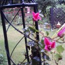 클레마티스 이미지