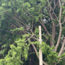 대신공원로 이미지