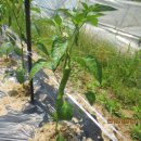 방아농장 이미지