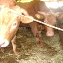 우리한우농장 이미지