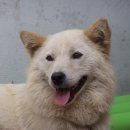 복실