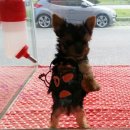 강아지집 이미지