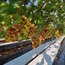 마이하트 이미지