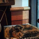 블루문호텔 | [광주] 원스인어블루문 / 문화전당역 위스키바, 광주 LP바 혼술 추천