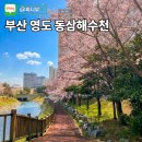 동삼하리항 | 동삼해수천 벚꽃 개화시기 2026 부산 영도 벚꽃 명소