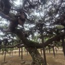 교하대운공인중개사사무소 | [합격 후기] 강남 어머님이 선택한 ‘입시 영지’의 비밀 – 이천 반룡송 &amp; 세종대왕 영릉 풍수 투어