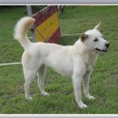 진도애견훈련소 이미지