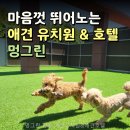 멍그린 | 멍그린 향동 애견유치원&amp;애견호텔 선택 전 체크할 핵심 포인트들