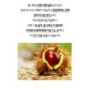 공주밤나무 이미지