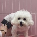 도그비숑 이미지