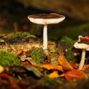 유흥농장 이미지