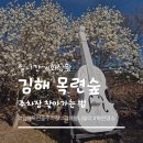 맘에든 유치원 | '김해 목련숲' 주차장 찾아가는법 완벽 정리! 실시간 개화 상황 &amp; 포토존