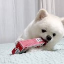 모두케어 | 11살 노령견 강아지 심장보조제 추천 케어사이드 모두 헤파카디오Q10 프리미엄 후기