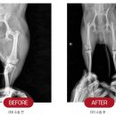 삼화 우수한 동물병원 이미지