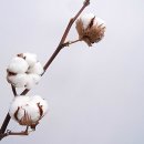 목화화원 이미지