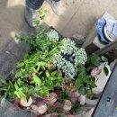 상춘꽃농원 이미지